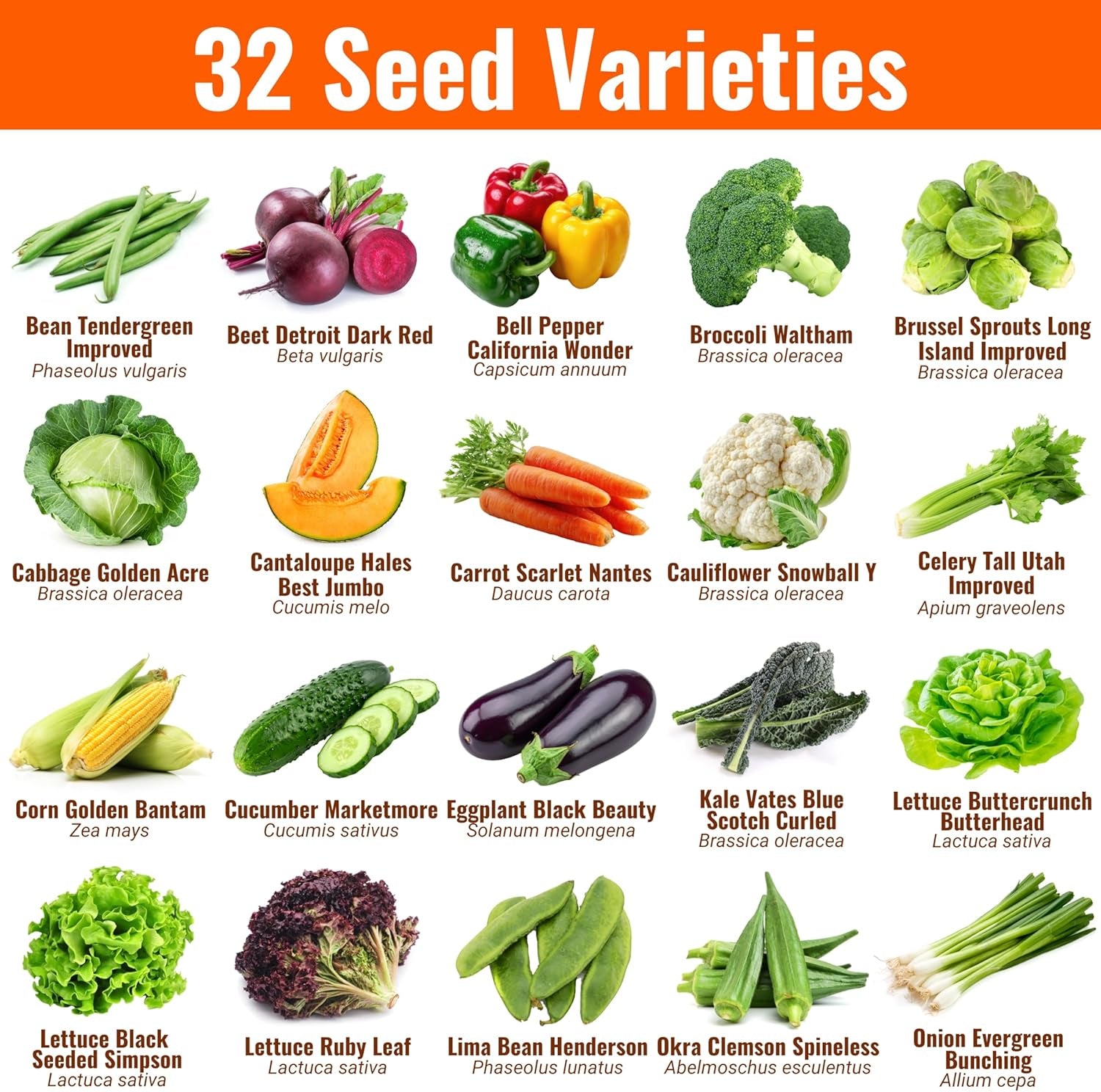 Vegetable & Fruit Seeds | 32 Individual Packs | 2026 Season | Non-Gmo, High Yield - 15,000+ Seeds | Tomato, Cucumber, Zucchini, Bell Pepper and More | for Indoor & Outdoor Garden Planting